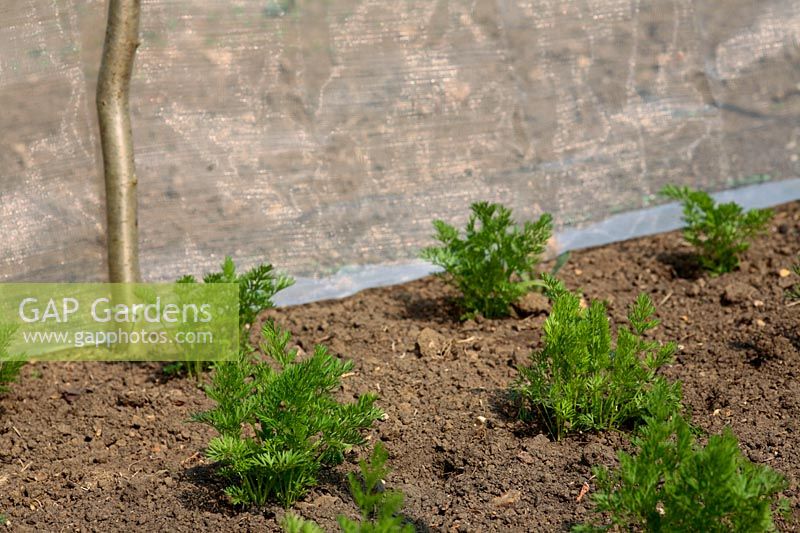 Pot grow carrots planted out and protected by 'enviromesh' from root fly attack