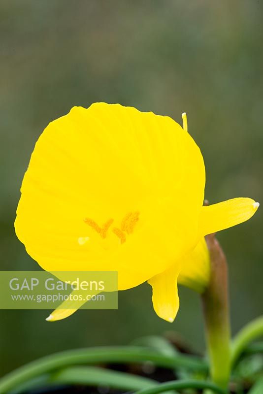 Narcissus bulbocodium var obesus