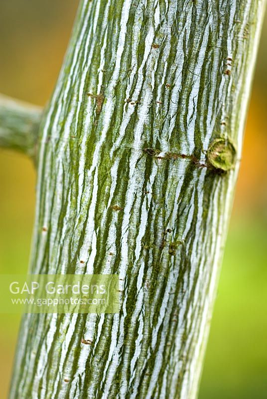 Acer tegmentosum - Amur Maple