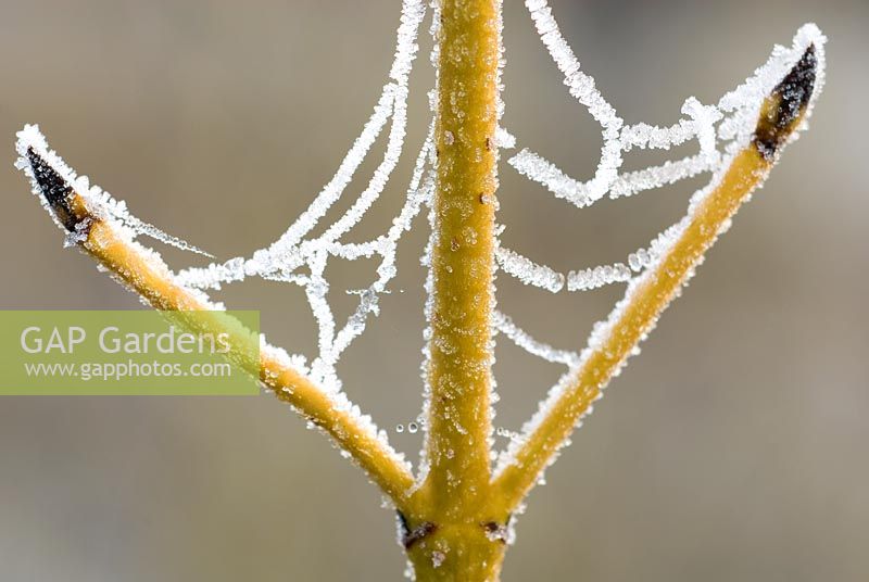 Frosted cobweb on Cornus sericea 'White Gold' stem - Dogwood