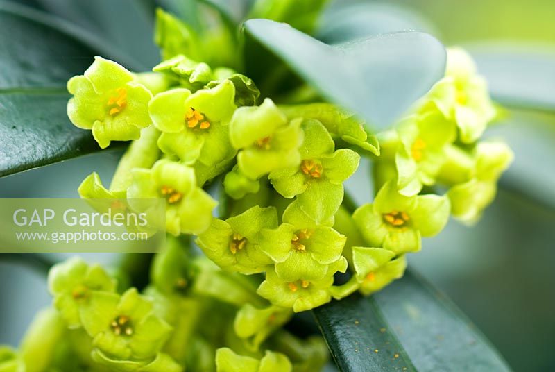 Daphne laureola - Spurge Laurel. Shrub, February. Portrait of lime green flowers with waxy dark green foliage.