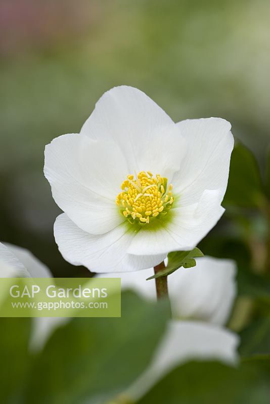 Helleborus niger - Lenten rose