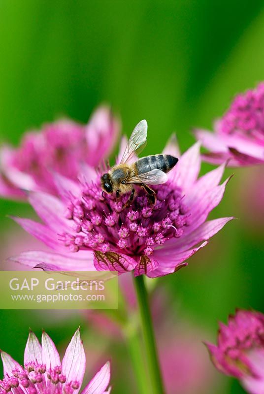 Bee on Astrantia major 'Roma'