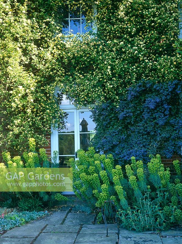 Garden door onto patio, with Euphorbias, Ceanothus and Rosa banksia