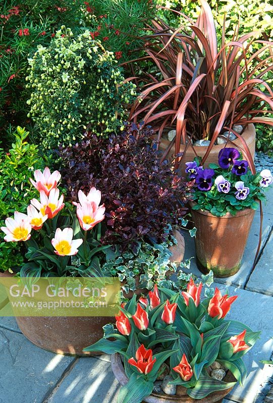 Spring containers with Clematis 'Pixie', Euonymus, Tulipa and Phormium 'Pink Panther'