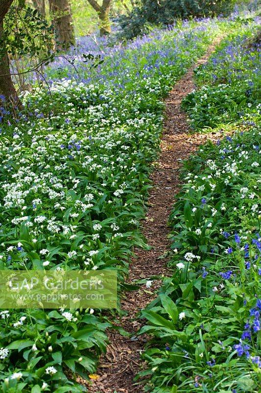 Path through Allium ursinum and Hyacinthoides non-scriptus - West Prawle Wood, Devon 
