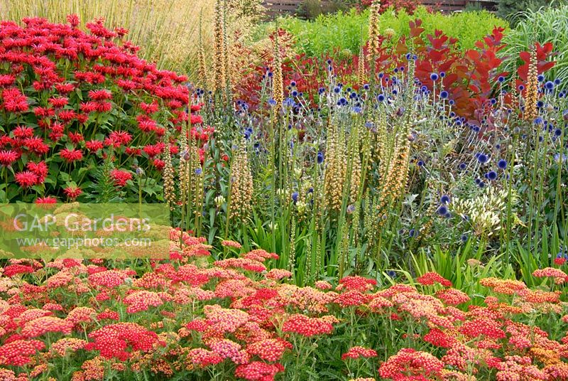 Border of perennials including - Achillea 'Fanal', Monarda 'Gardenview Scarlet' AGM, Echinops ritro 'Veitch's Blue', Digitalis ferruginea, Agapanthus and Cotinus