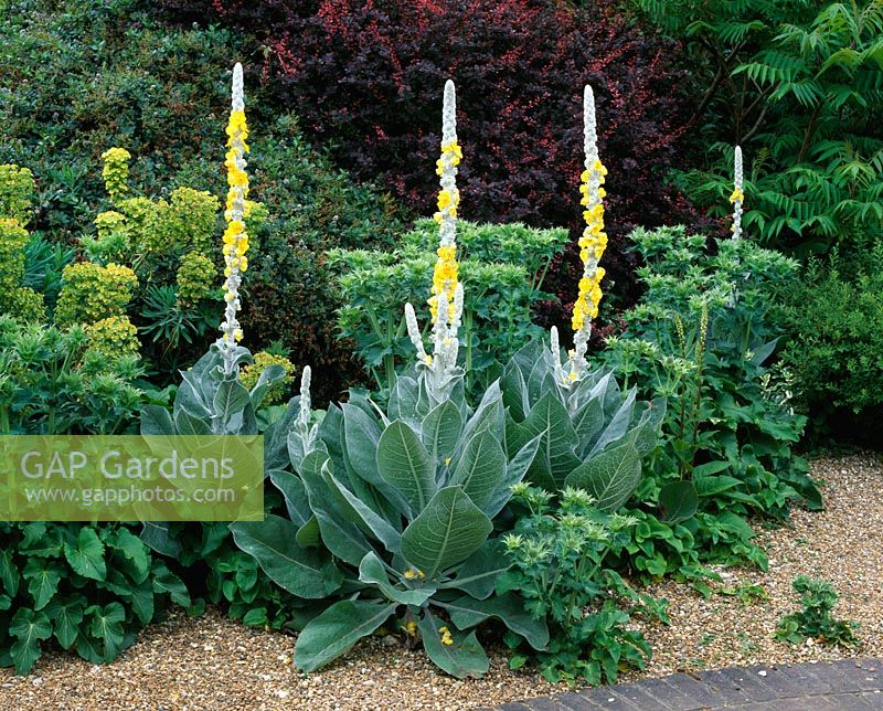 Gravel garden planted with Verbascum olympicum, Euphorbia, Eyngiums and Berberis.