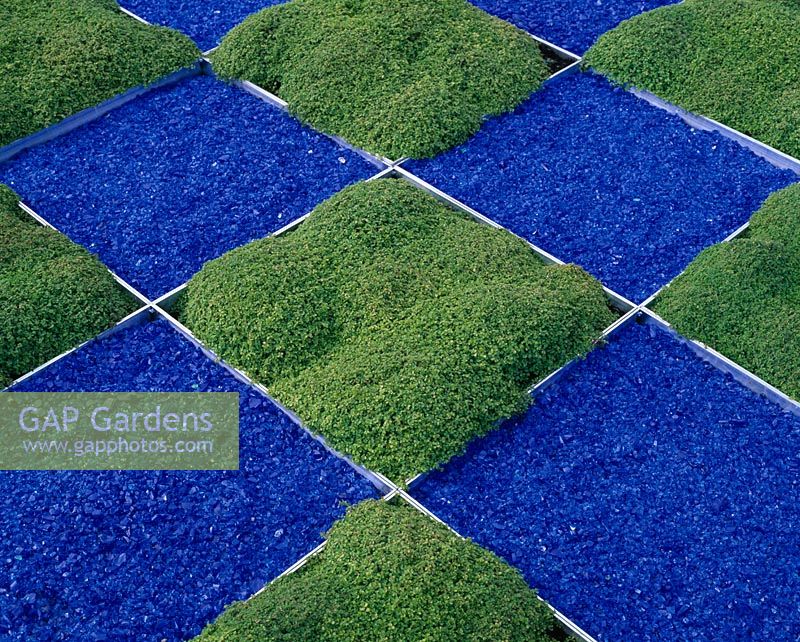 Chequerboard design with Thymus and blue glass gravel - Bart's City Lifesaver's, Chaos and Rhythm Garden, Chelsea 2000