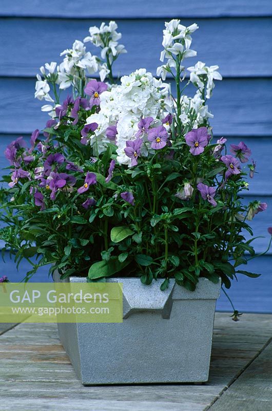 Metal container on table with Matthiola and blue Violas