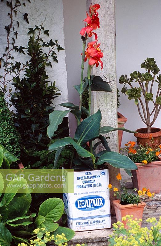 Feta cheese tin container planted with a Canna 'Fatamorgana' 