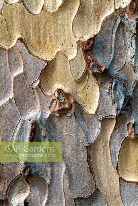 Close-up of bark of The Crimean Pine -  Pinus nigra subsp pallasiana