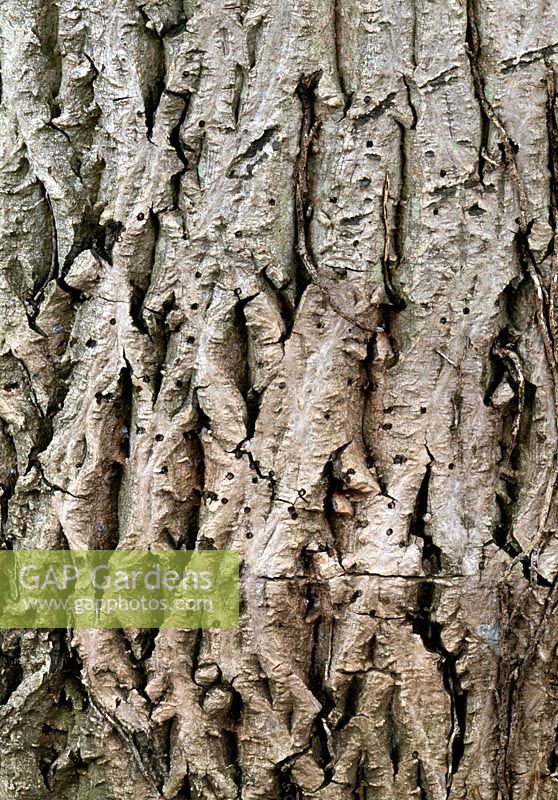 Close-up of bark of Common Walnut - Juglans regia