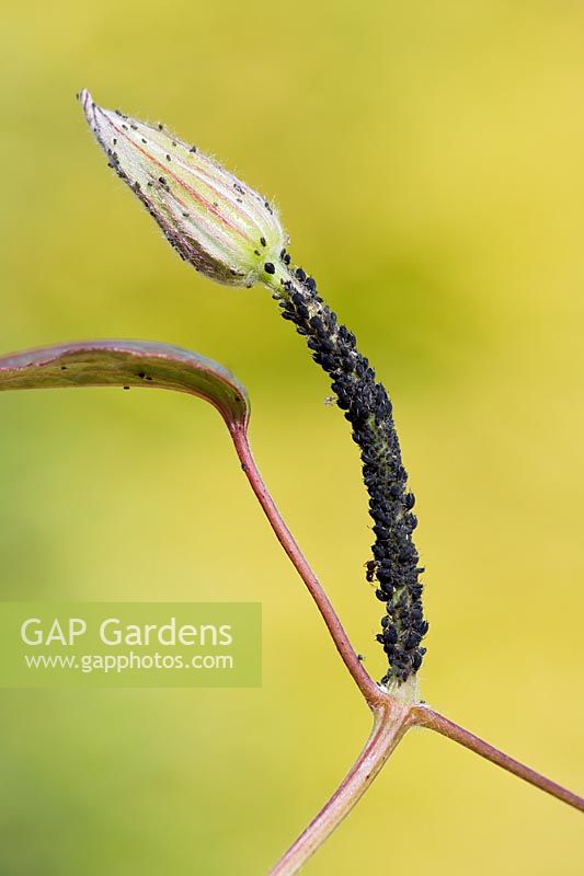 Aphis fabae - Black aphids or blackfly on Clematis 'Abundance' shoot
 