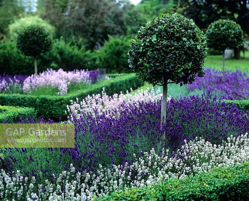 Topiary Ilex - Holly standards in hedged lavender beds