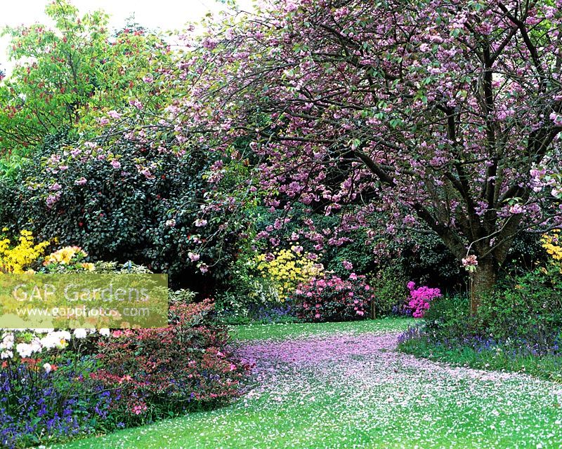 Informal Spring garden with Prunus - Cherry blossom, lawn and beds with Rhododendron