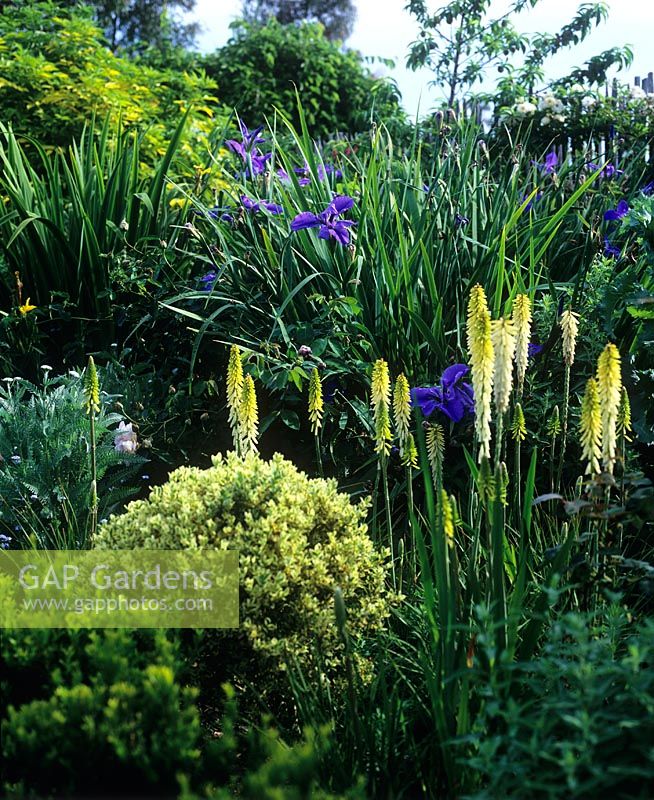Yellow and blue combination with Iris and Kniphofia