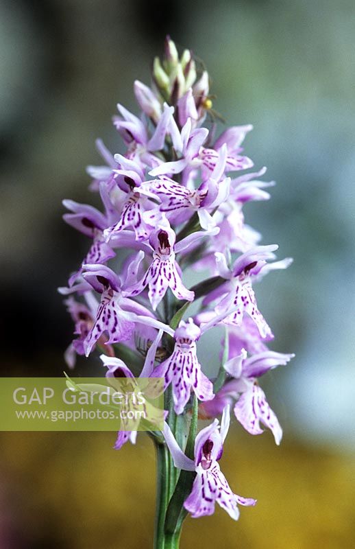 Dactylorhiza fuchsii syn. Orchis - Common spotted orchid 