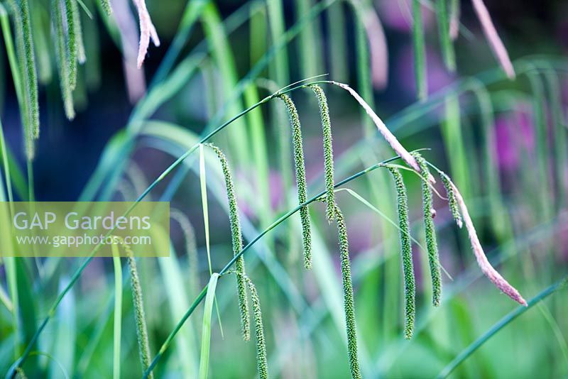Carex pendula - Drooping sedge