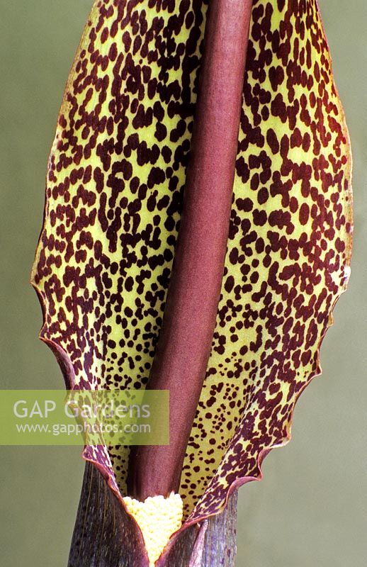 Typhonium venosum - Voodoo Lily