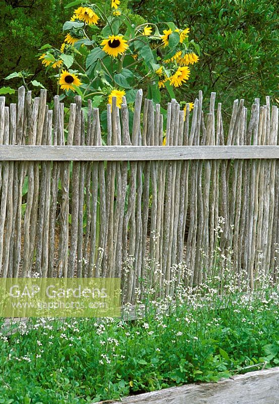 Rustic wooden fence with sunflowers behind