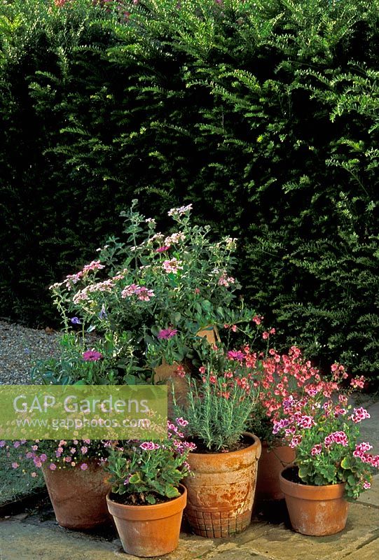 Collection of traditional cottage style terracotta containers on paved patio area planted with Verbena, Diascia, Lavandula, Pelargonium, Brachycome and Osteospermum 