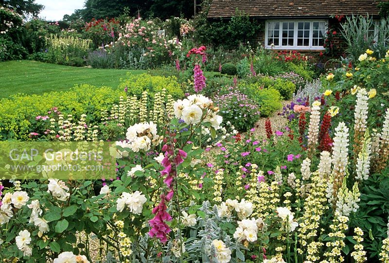 Cottage garden with double mixed borders,  shrub rose Rosa 'Penelope' and perennials at Frith Lodge in Sussex 