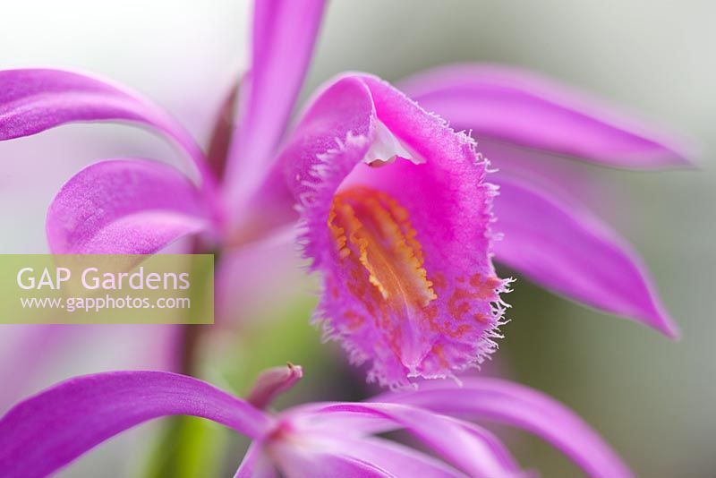 Bletilla striata - Terrestrial orchid