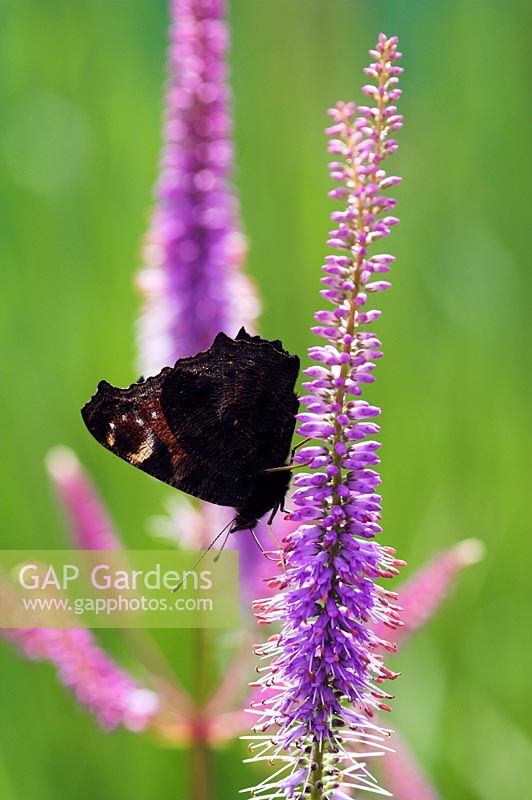 Peacock Butterfly on Veronicastrum 'Fascination'