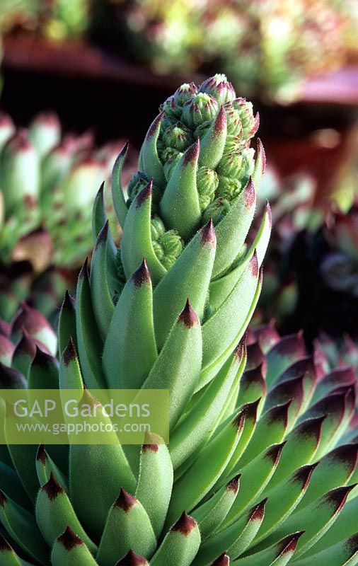 Sempervivum 'Extra' flowering spike - Houseleek 