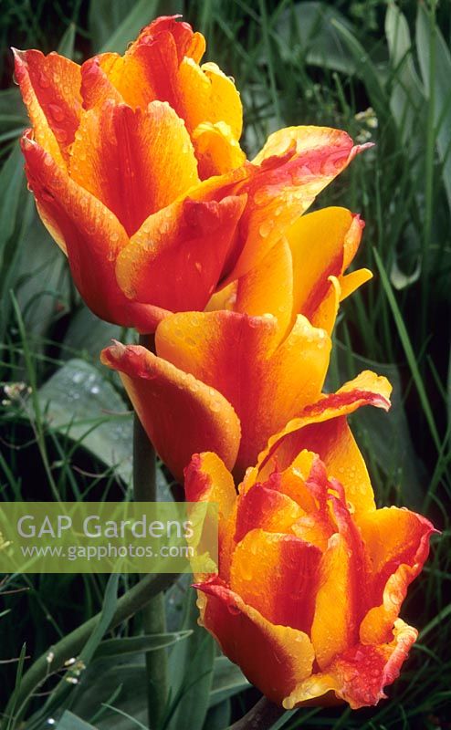 Tulipa greigii 'Cape Cod' - Dwarf Tulip 