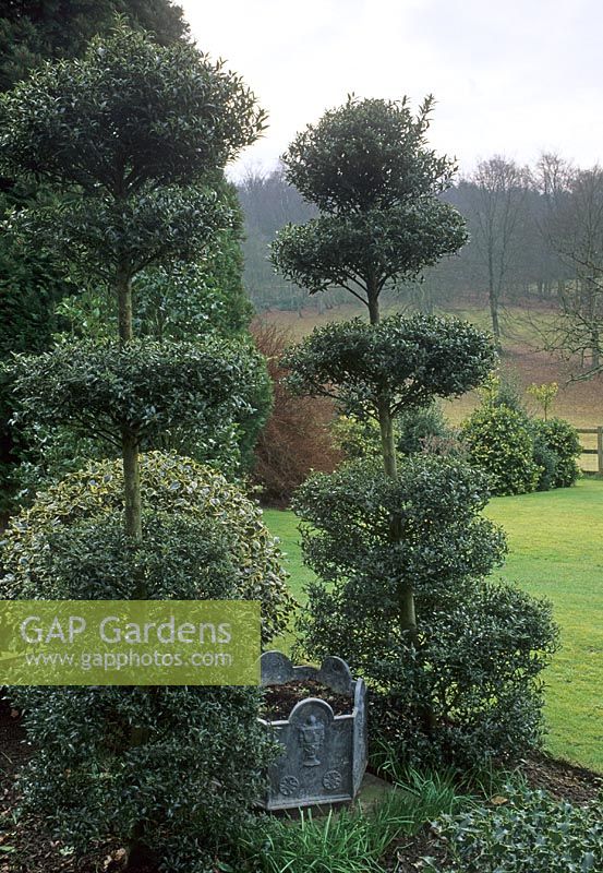 Winter garden in February with clipped Ilex - Holly in border at Highfield Hollies in Surrey  