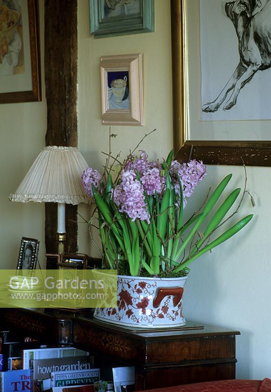 Indoor display of Hyacinthus orientalis 

  
