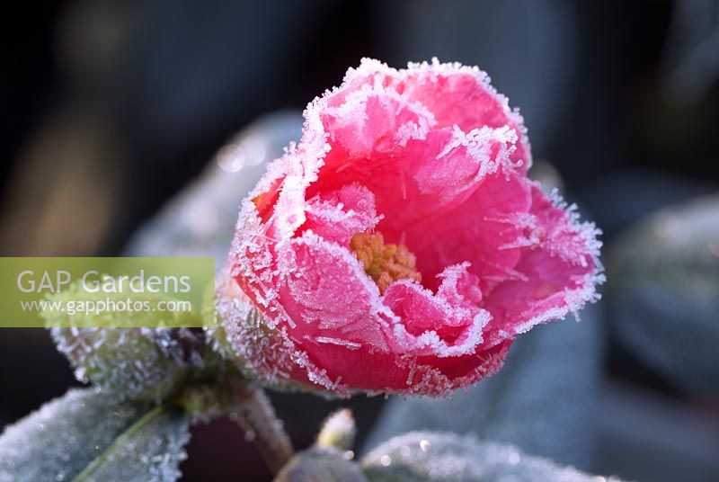 Camellia x williamsii  'Muskoka' AGM -Partially opened flower with dusting of frost