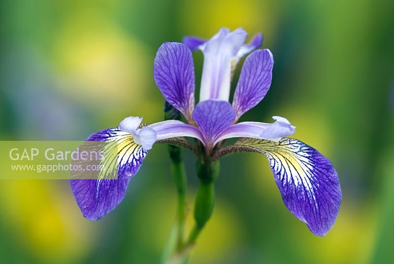 Iris x robusta 'Mountain Brook'