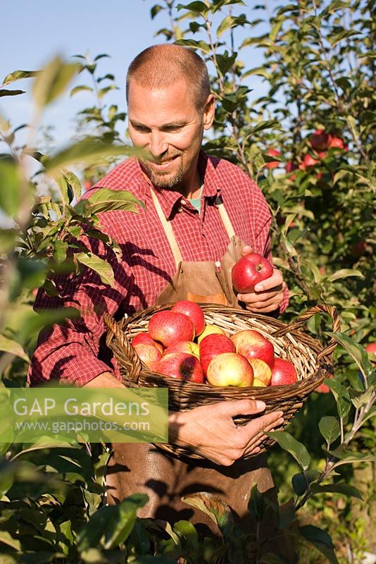 Man picking Malus 'Cox Pomone' apples in organic grown apple orchard