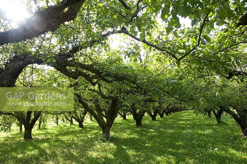 Apple orchard in September