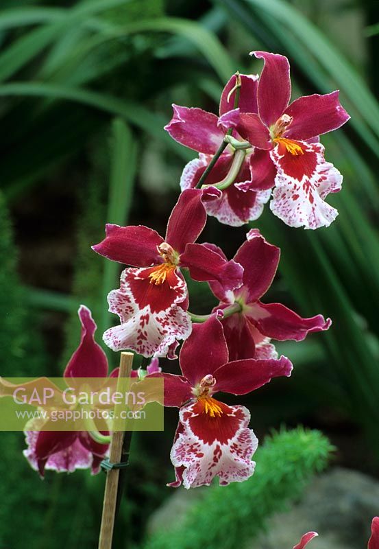 Vuylstekeara cambria - The Cambria Orchid