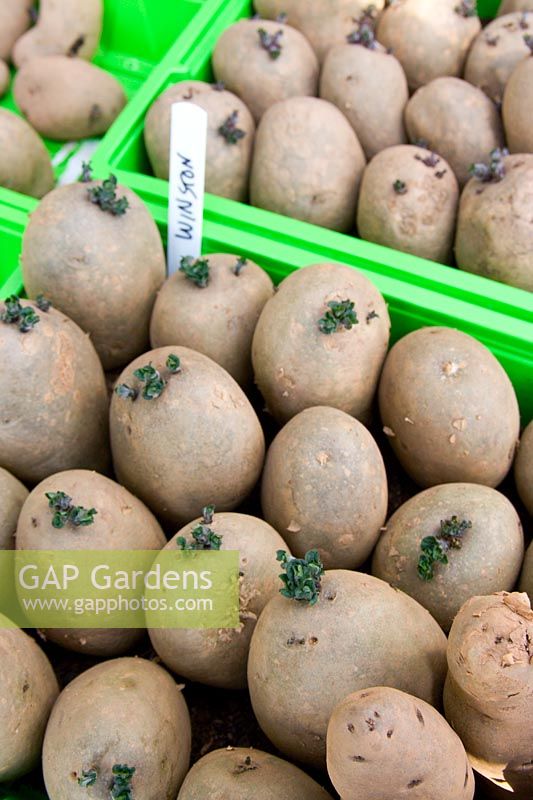 Potatoes 'chitting' prior to planting in spring