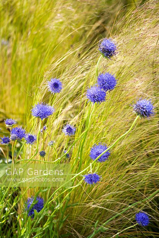 Scabious and Stipa tennuissima at Hampton Court FS 2007. View Across The Water'