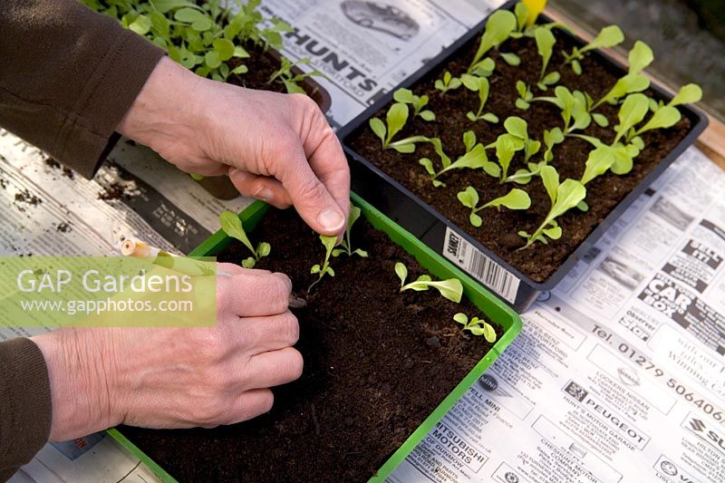 Pricking out young lettuce 'All Year Round' seedlings in greenhouse  