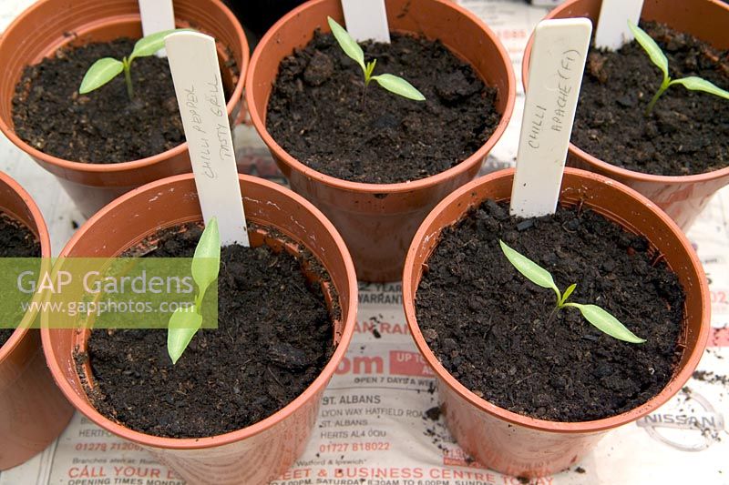 Capsicum 'Apache F1' and Capsicum 'Tasty Grill' - Chilli pepper seedlings in plastic pots 
