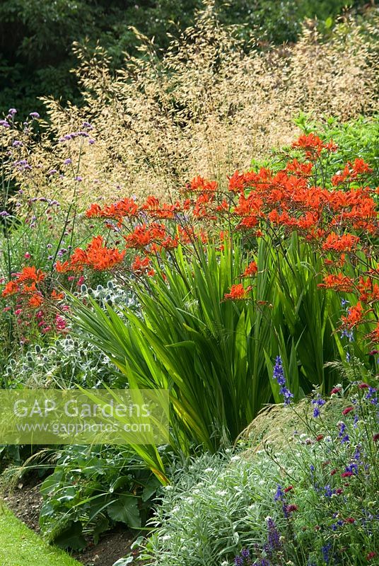 Summer border with Crocosmia 'Lucifer' and Stipa gigantea in July