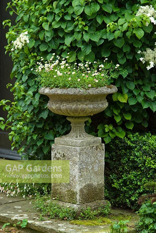 Erigeron karvinskianus in stone urn backed by Hydrangea anomala subsp. petiolaris, design John Drake