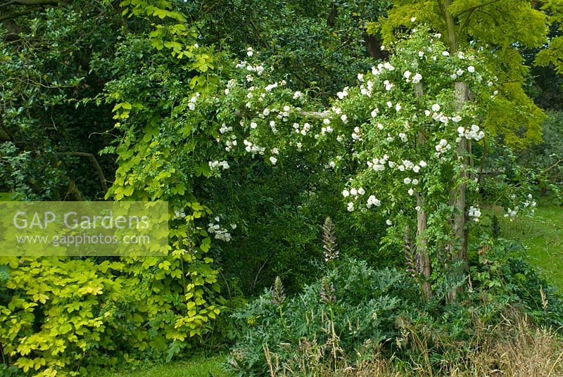 Rosa 'Sander's White Rambler' growing over a rustic pergola with Humulus lupulus 'Aureus' - Hops in June.