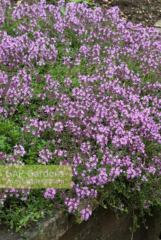 Thymus herba-barona flowering in June.