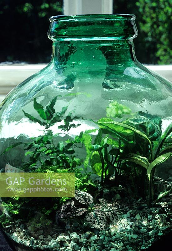 Indoor bottle garden with houseplants