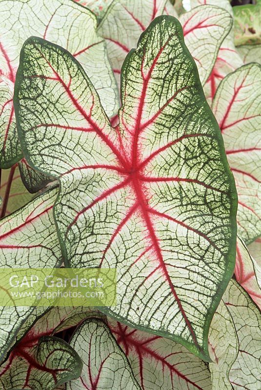 Caladium 'White Queen' - heavily veined leaf detail