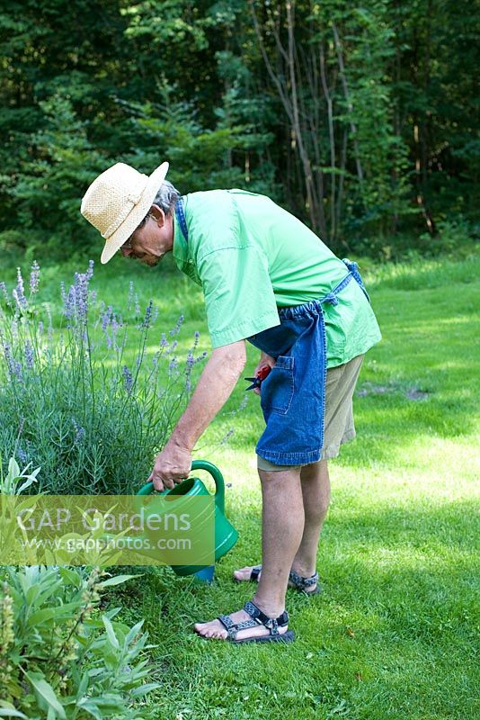 Man watering border in herb garden
