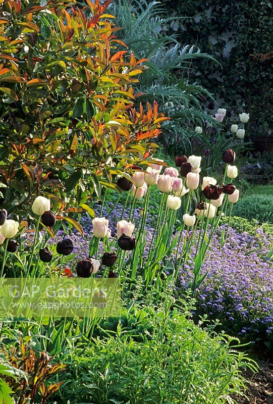Spring border with Tulipa 'Queen of Night'  and Tulipa 'Shirley'  with Muosotis sylvatica - Forget-me-not at Eastgrove Cottage, Worcestershire 